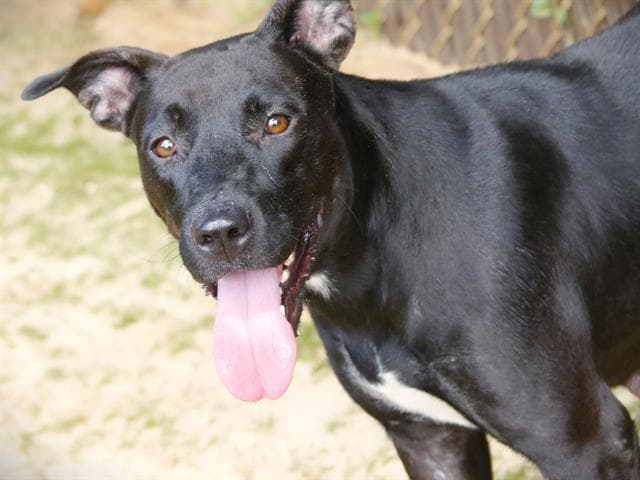 Yara - Labrador Retriever
