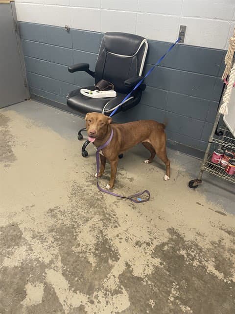 Venus - American Pit Bull Terrier