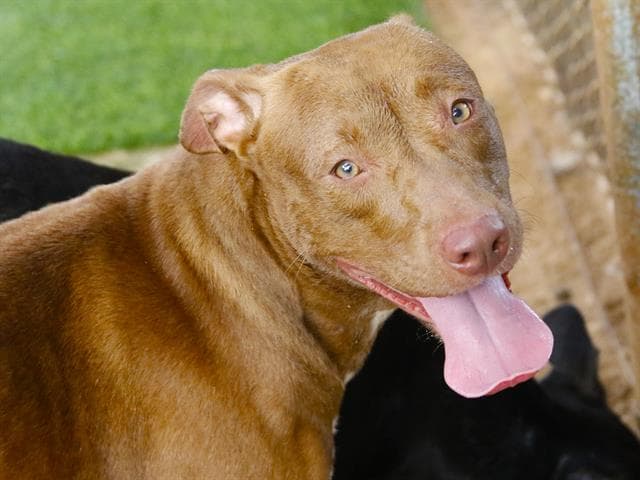 Venus - Labrador Retriever