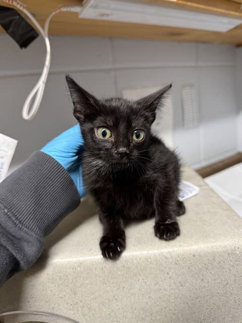 Nina - Domestic Short Hair