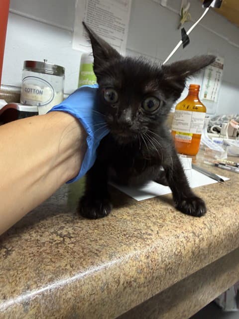 Nate - Domestic Short Hair