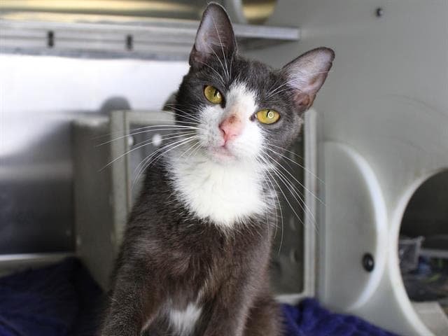 Stephanie - Domestic Short Hair