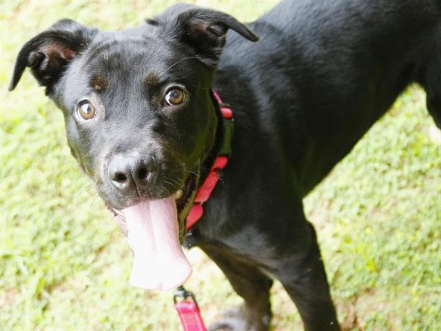Brave - Labrador Retriever