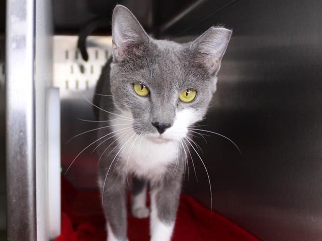 Sweetpea - Domestic Short Hair