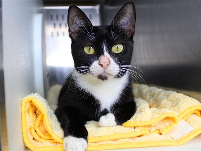 Pong - Domestic Short Hair