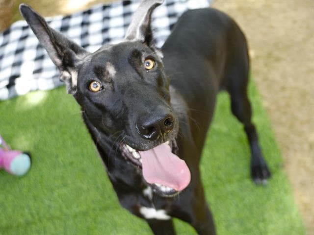 Yoda - Great Dane