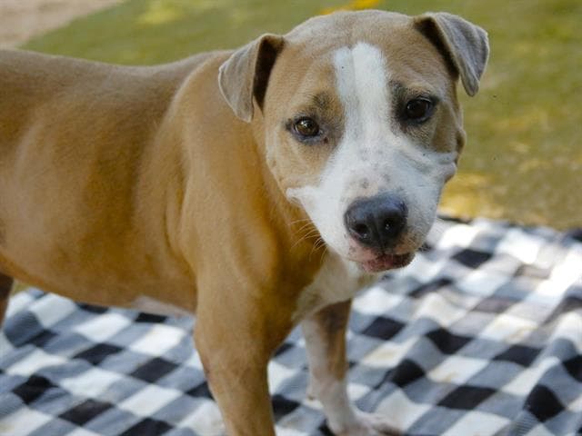 Diamond - American Pit Bull Terrier