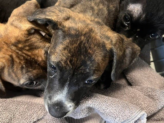 Clover - American Staffordshire Terrier