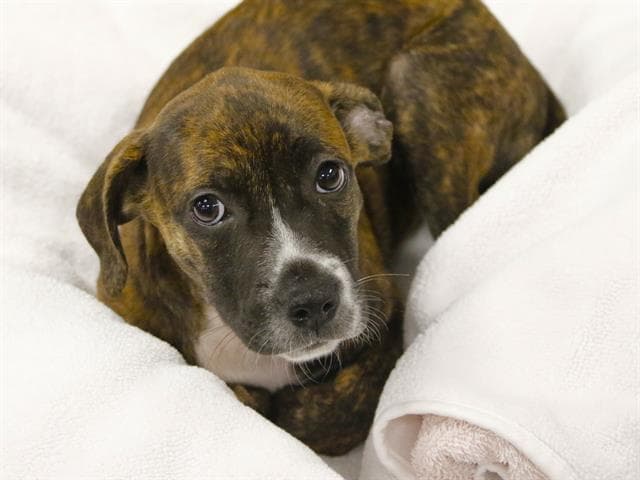 Clover - American Staffordshire Terrier
