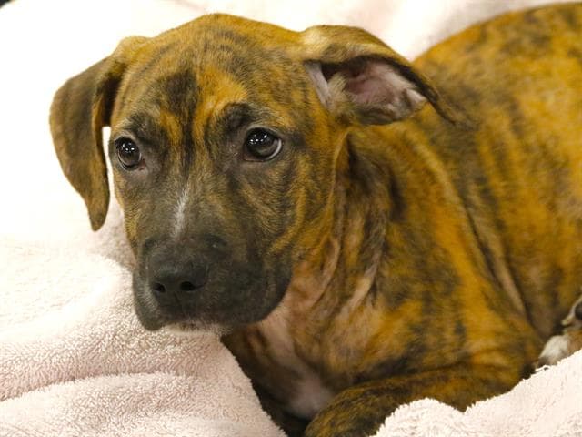 Meadow - American Staffordshire Terrier