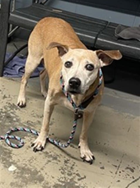 Lady - Black Mouth Cur