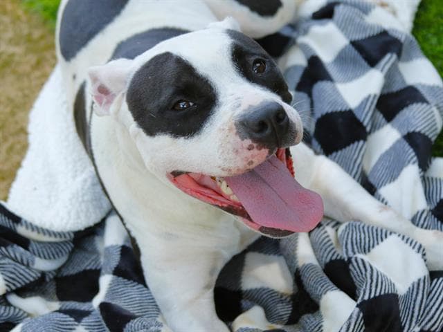 Bandit - Staffordshire Bull Terrier