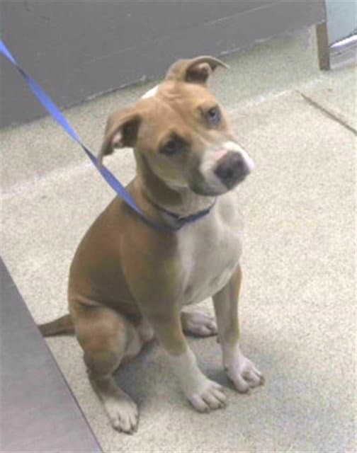 Karma - American Pit Bull Terrier