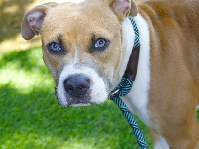 Karma - American Pit Bull Terrier
