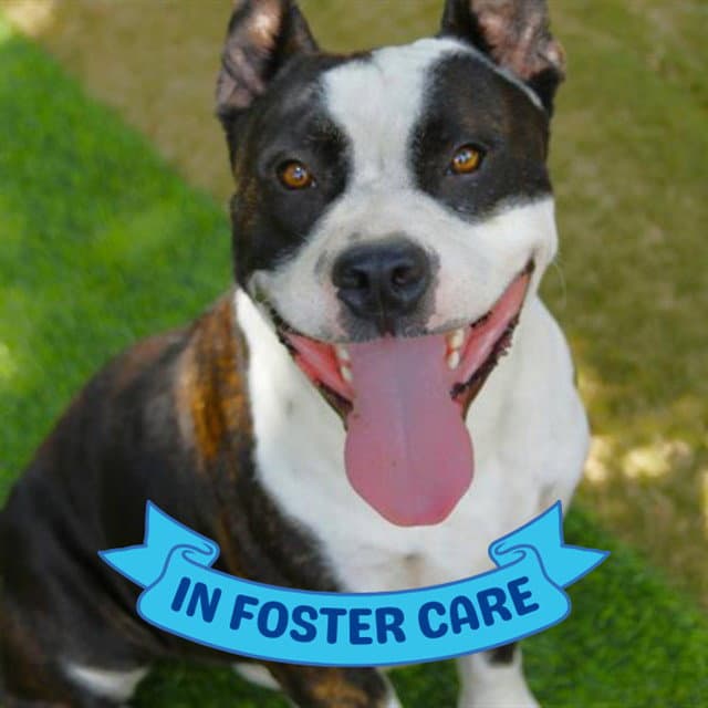 Mulder - American Staffordshire Terrier