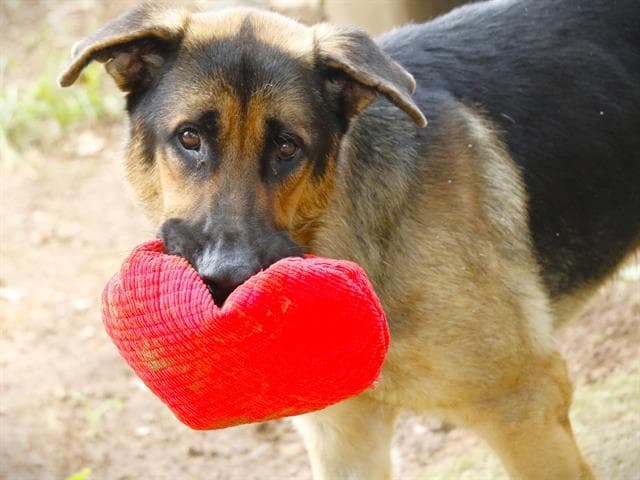 Duke - German Shepherd Dog