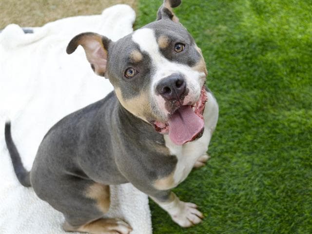 Lila - American Staffordshire Terrier