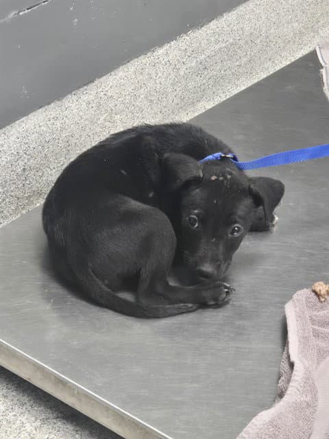 Chicken Little - Labrador Retriever