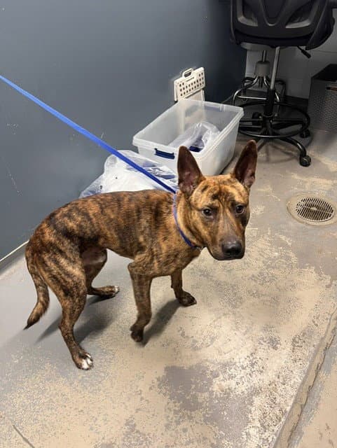 Blitz - Dutch Shepherd