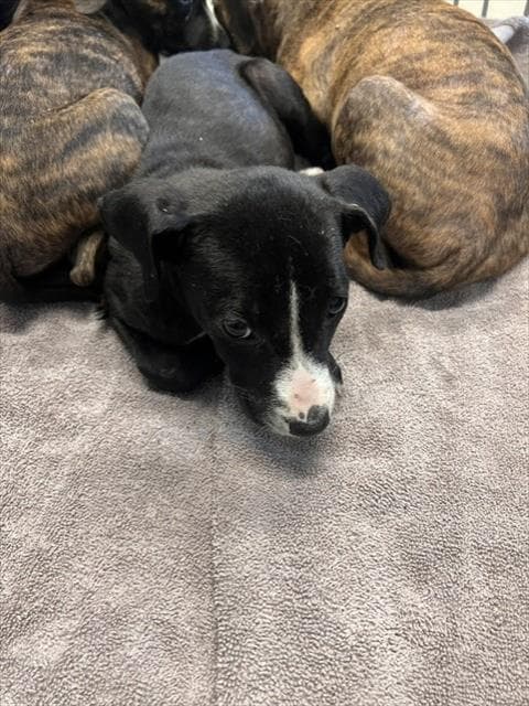 Sunshine - American Staffordshire Terrier