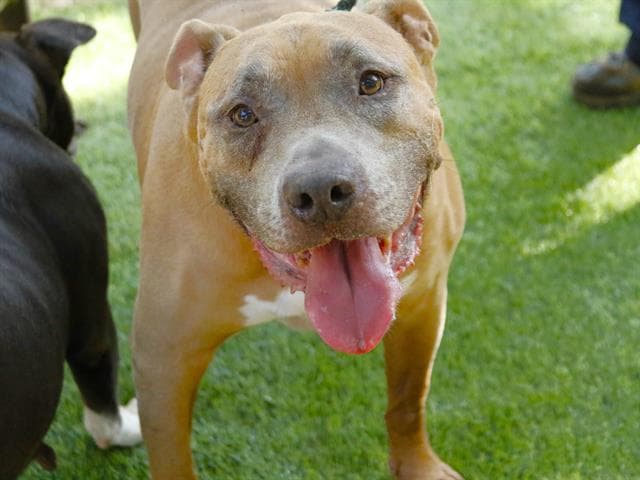 Magnum - American Staffordshire Terrier