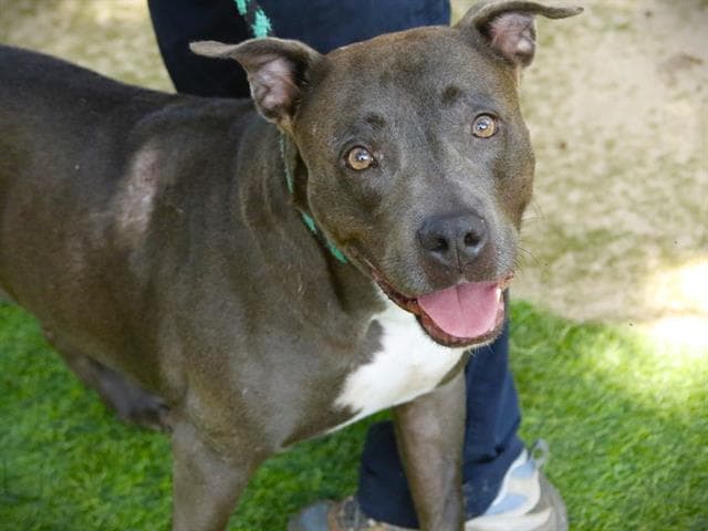 Divine - American Staffordshire Terrier