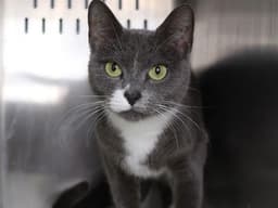 Colby image 1