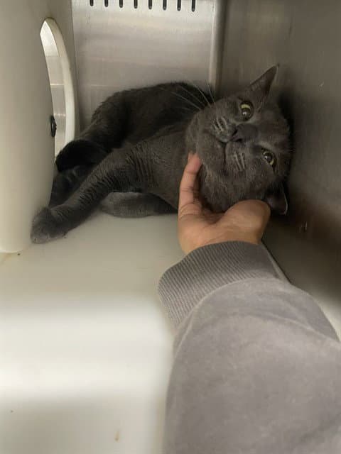 Phantom - Russian Blue