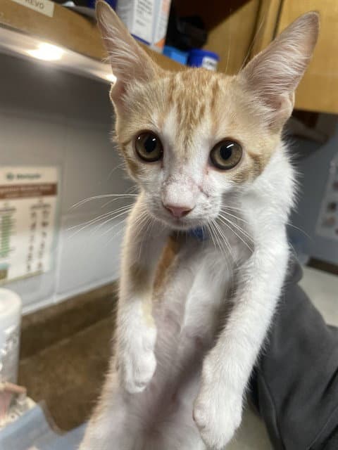 Kat - Domestic Short Hair