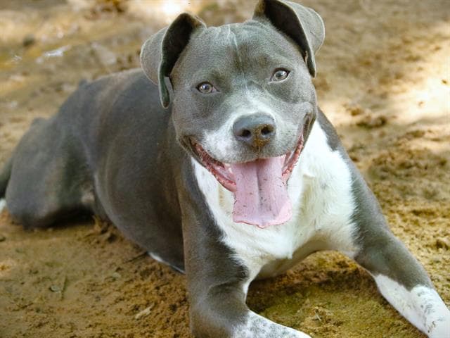 Bella - American Staffordshire Terrier