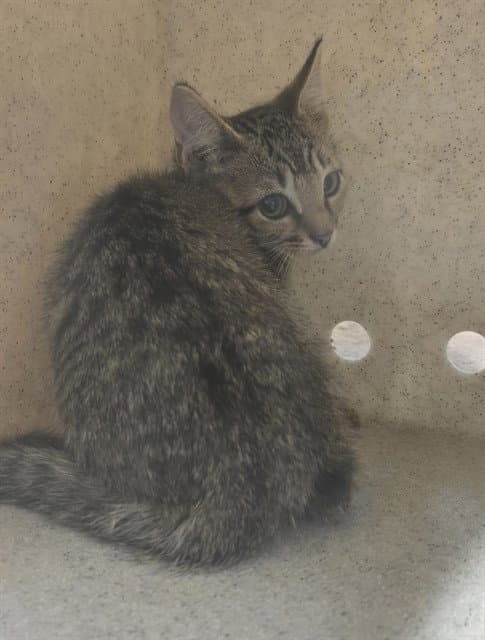 Toby - Domestic Short Hair