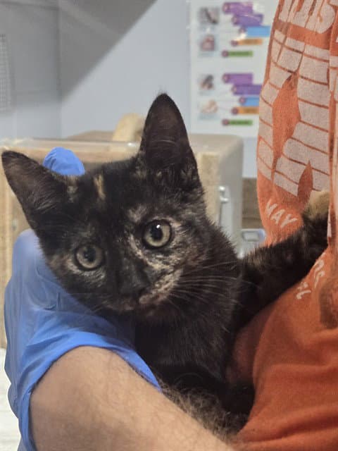 Tessa - Domestic Short Hair