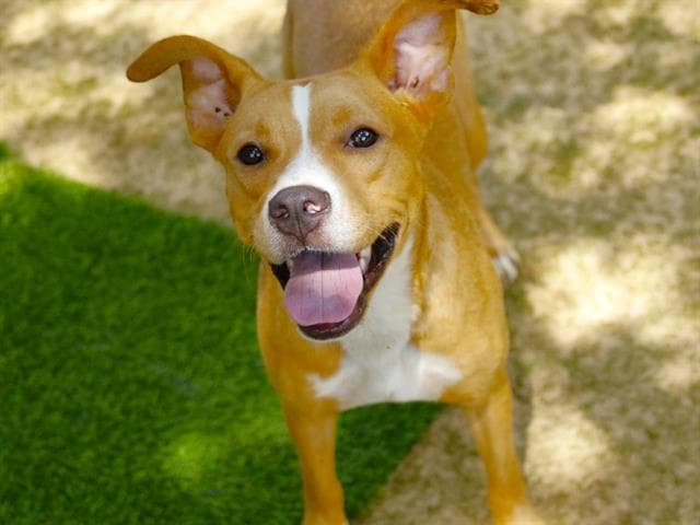 Angel - American Pit Bull Terrier
