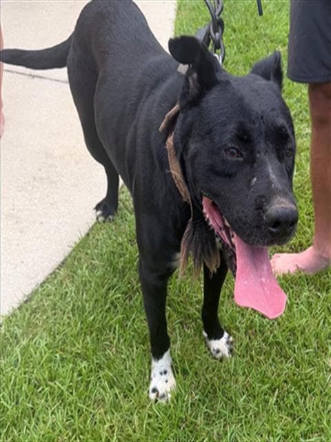 Pogo - American Staffordshire Terrier