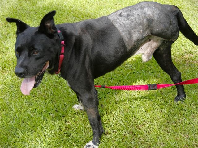 Pogo - American Staffordshire Terrier