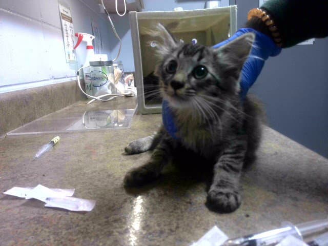Firework - Domestic Medium Hair