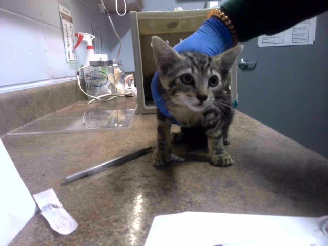 Roman - Domestic Short Hair