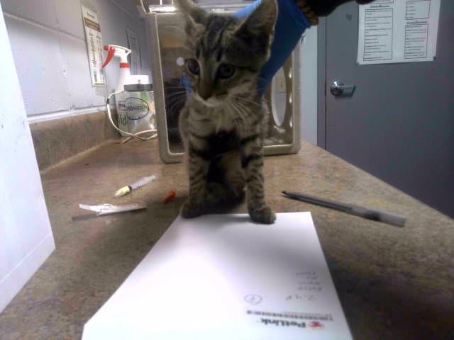 Sparkle - Domestic Short Hair