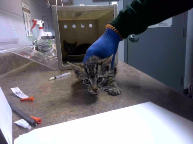 Firecracker - Domestic Short Hair