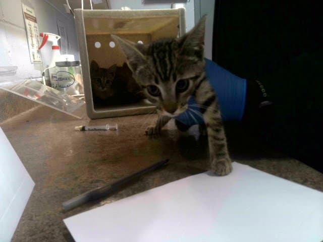Candle - Domestic Short Hair