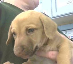 Frizzle image 1