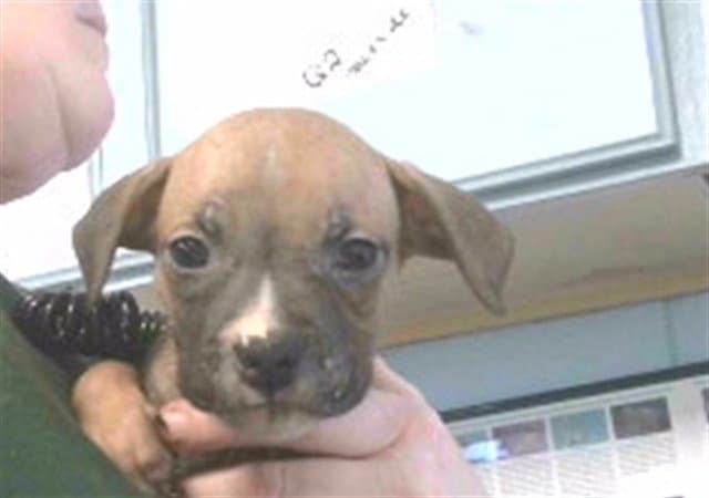 Erin - American Staffordshire Terrier
