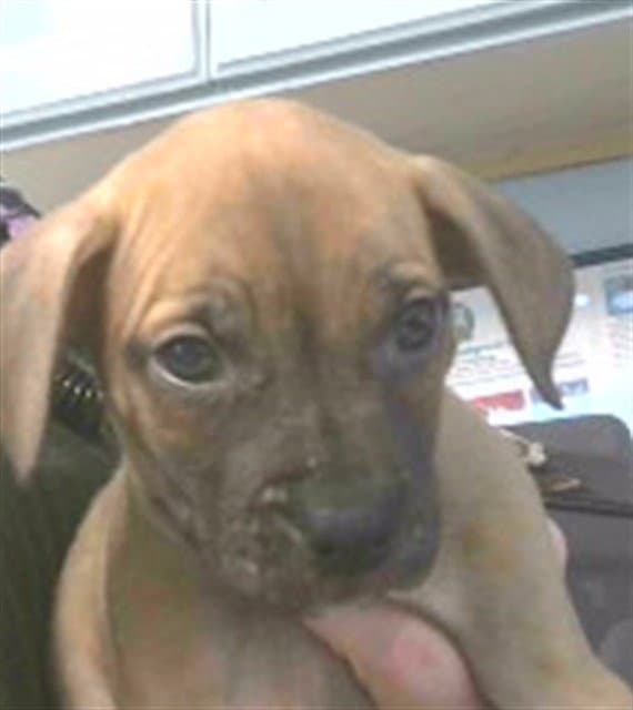 Karen - American Staffordshire Terrier