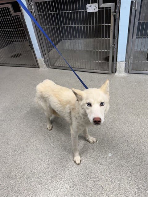 Marshmellow - Siberian Husky