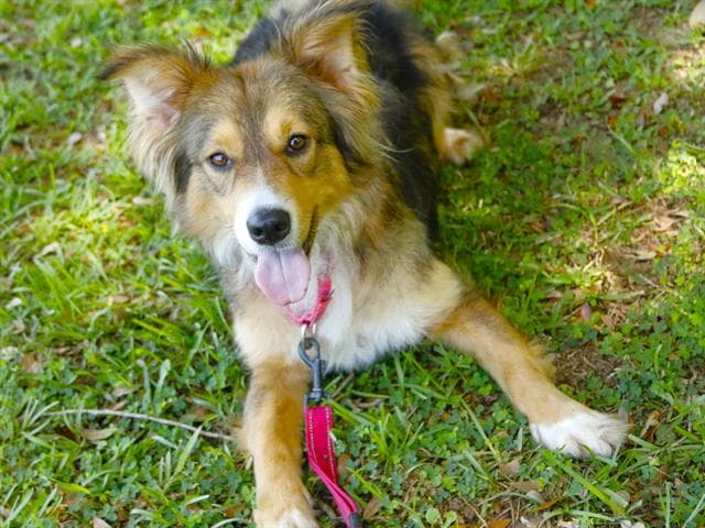 Princess - Australian Shepherd