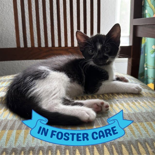 Sylvester - Domestic Short Hair