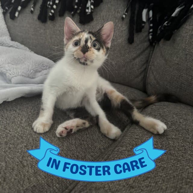 Sally Ride - Domestic Short Hair