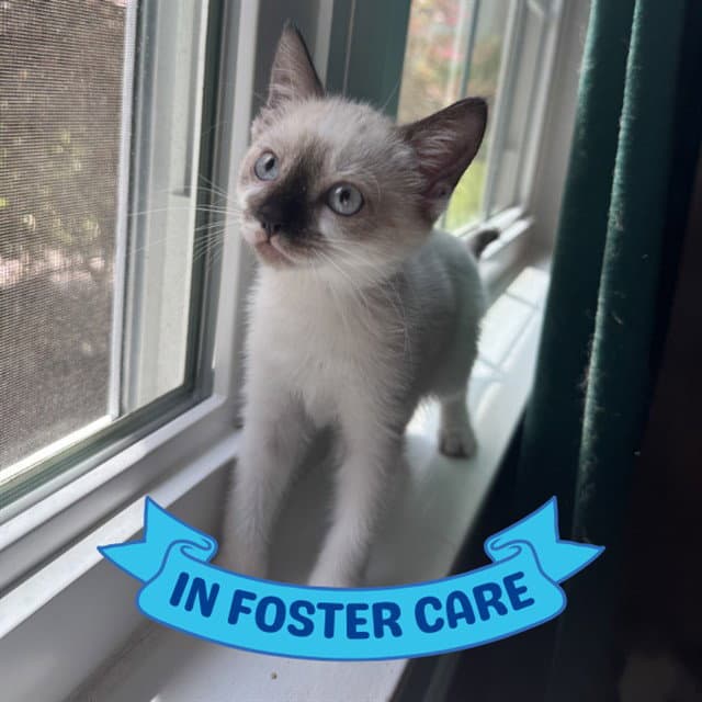 Sadie - Siamese
