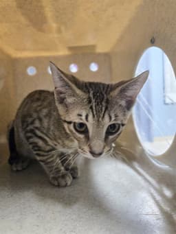 Micah image 1