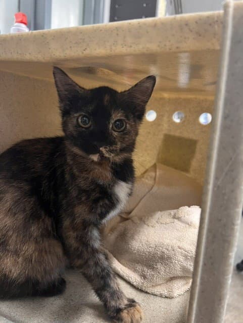 Precious - Domestic Short Hair